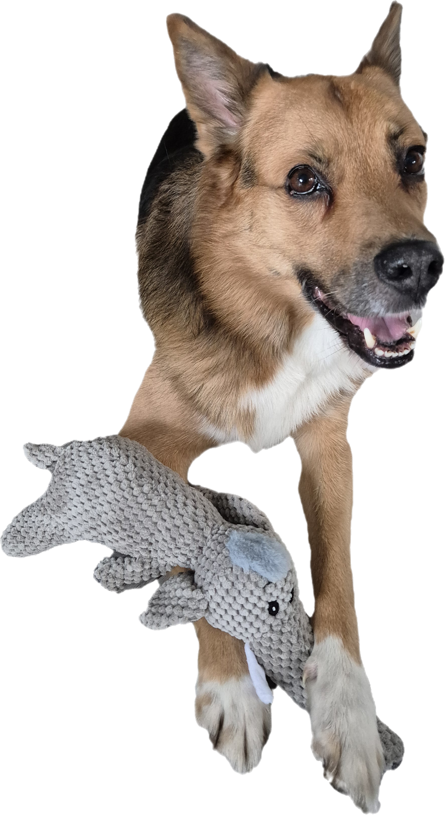 Hunde Spielzeug