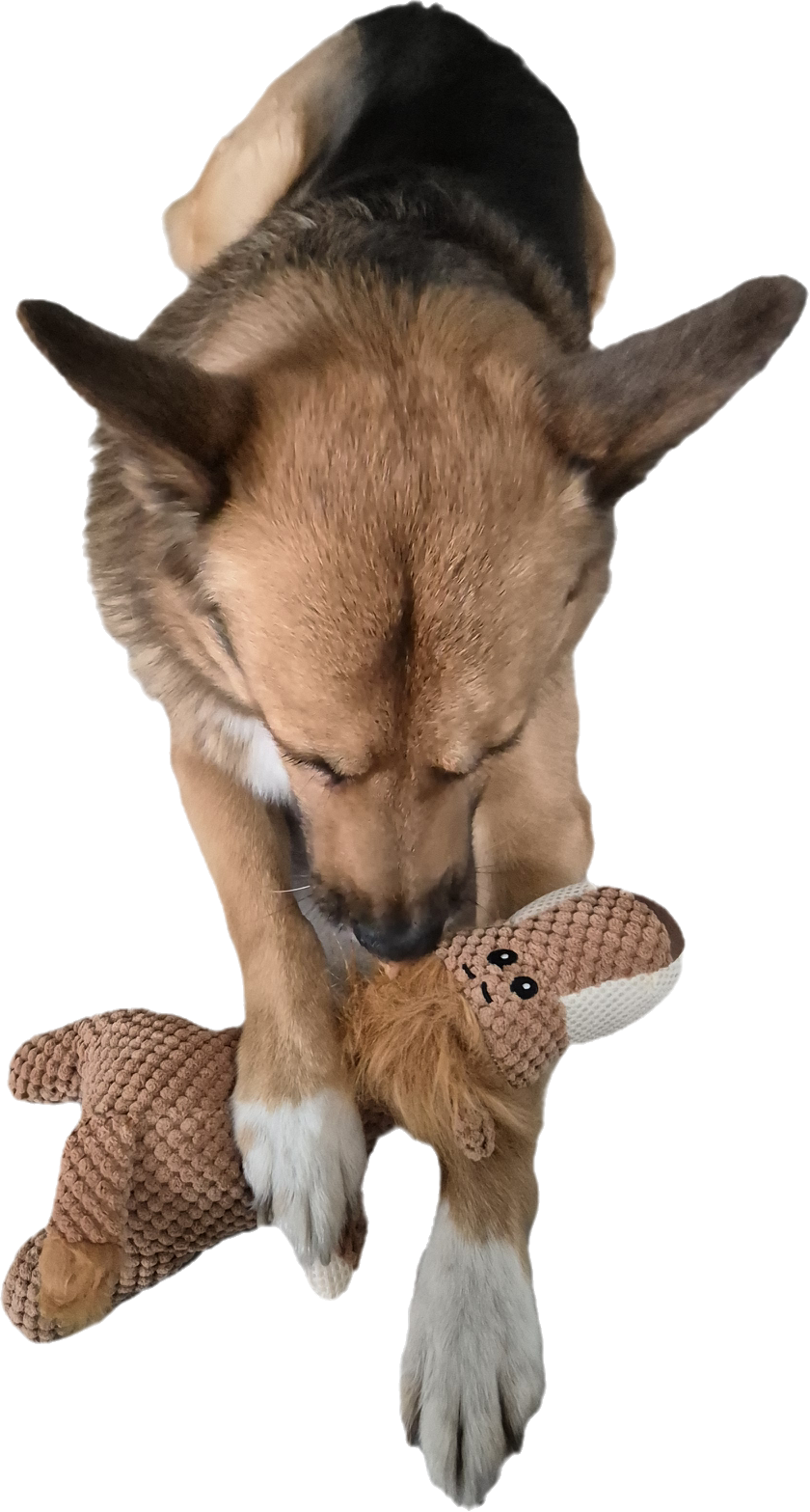 Hunde Spielzeug
