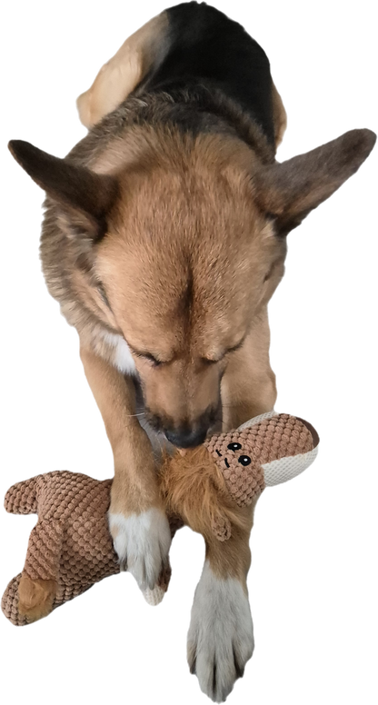 Hunde Spielzeug