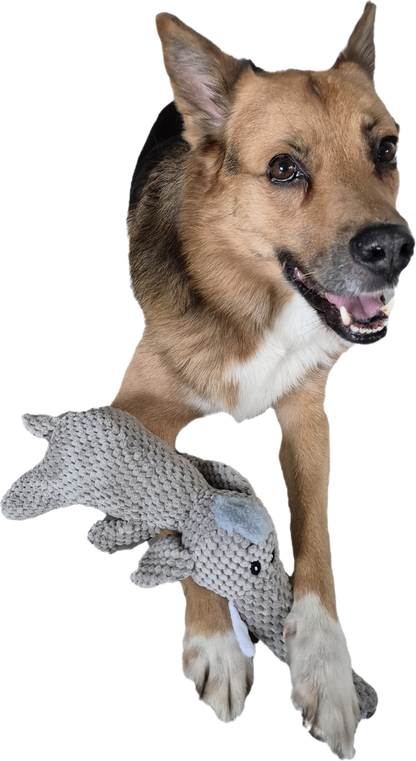 Hunde Spielzeug